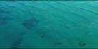 Whales - Head of Bight - SA (PBH3 00 28958)